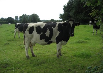 bessie in field