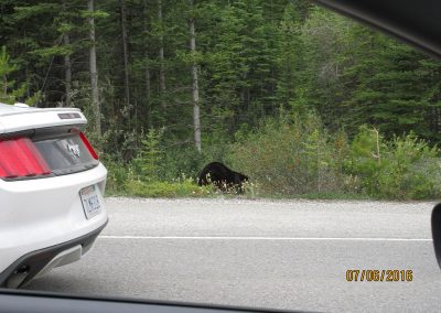 bear on road